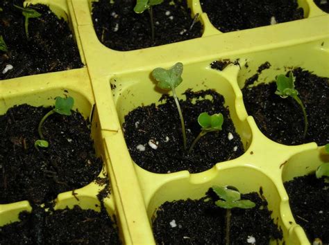 How To Care For Cabbage And Broccoli Seedlings New Life On A