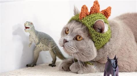 Cats In Hats Knit A Dinosaur Hat Or Crochet A Fox Hat For Your Kitty