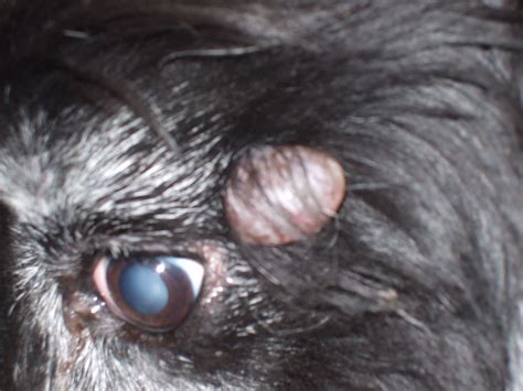 Benign Good Cyst By Dogs Eye Surgical Excision Is Curative We