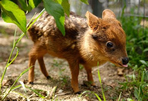 Cutest Animals In The World Pudu Deer