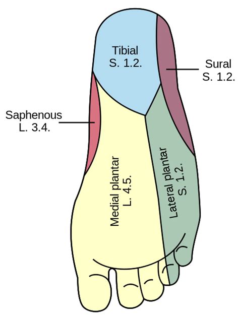 Lateral Dorsal Cutaneous Nerve Wikipedia