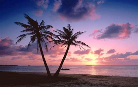 Pink Tropical Beach Wallpapers Top Free Pink Tropical