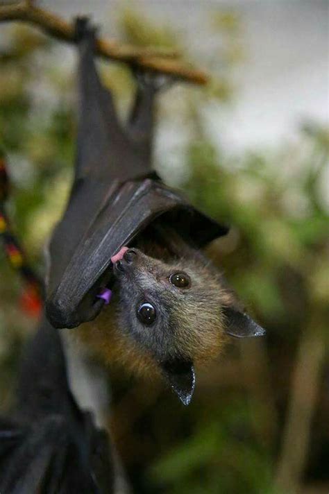 Pin By Redactedkekfnmh On Beautiful Bats Cute Bat Baby Bats Animals