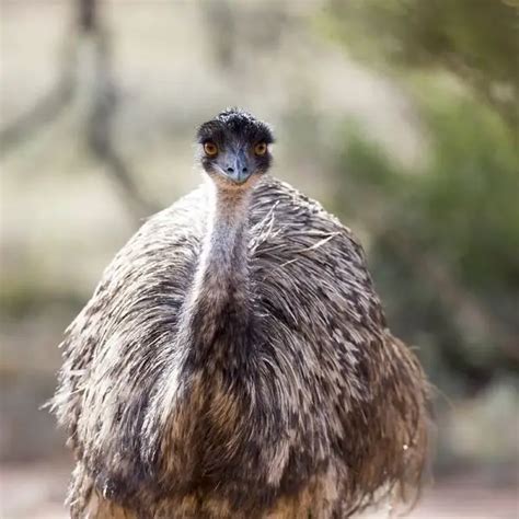 Emu Facts Diet Habitat And Pictures On Animaliabio