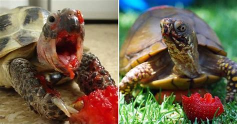Turtles Eating Strawberries Look Terrifying
