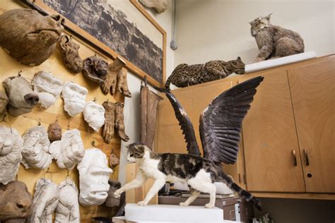 Off Ramp Photos A Look Inside The Taxidermy Lab At The Natural