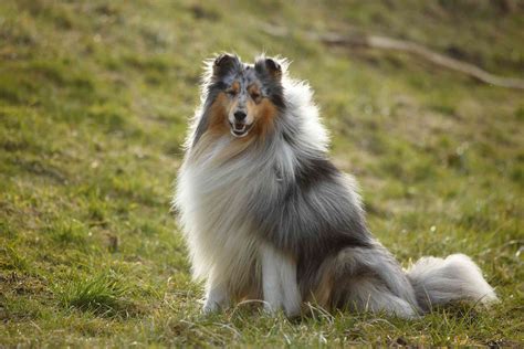 Collie Dog Breed Characteristics And Care