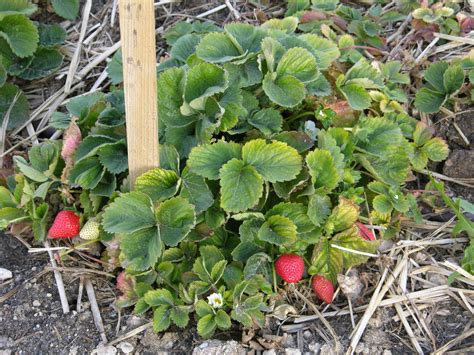 Strawberry Plants Produce Best Fruit In Spring Fall Bob Morris