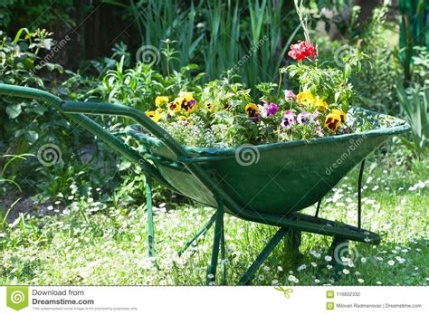 Wheelbarrow Full Of Colorful Flowers In The Garden Stock Photo Image