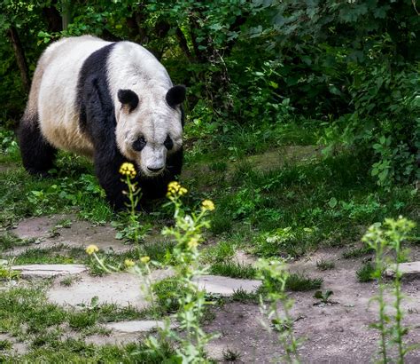 Ailuropoda Melanoleuca Giantpanda Bear Pandabär Tigerhase Flickr