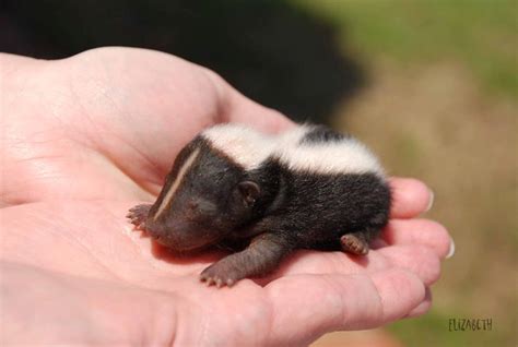 Baby Skunk Ll Just Another Angle Of The Baby Skunk Ha Liza