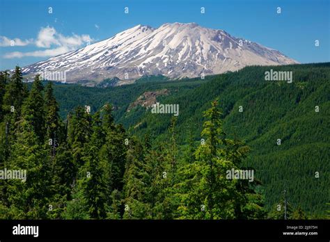 Mt St Helens From Clearwater Viewpoint Ford Pinchot National Forest