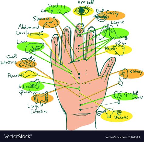 Reflexology Hand Chart Royalty Free Vector Image