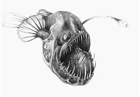 Angler Fish Drawing At Explore Collection Of