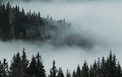Green Pine Trees Covered With Fog