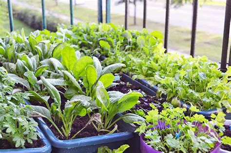 The Best 11 Vegetables To Grow In Pots And Containers