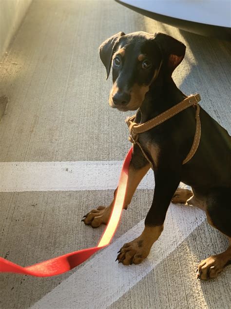 Find doberman pinscher puppies and breeders in your area and helpful doberman pinscher information. Doberman Pinscher Puppies For Sale | Fort Worth, TX #311482