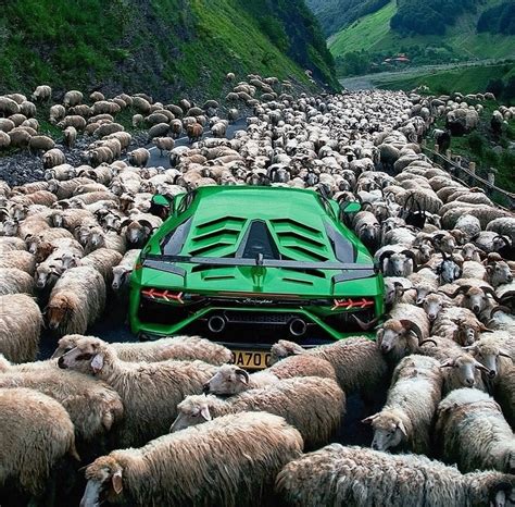 Sheep shepherd's car / sheep :: animals :: car :: super car :: shepherd