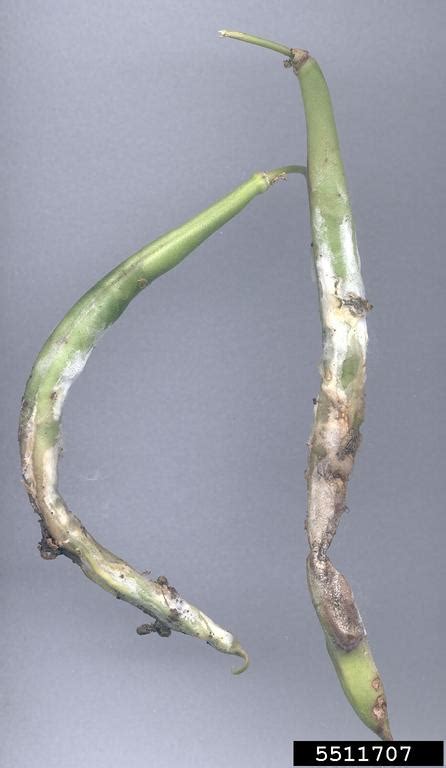 Pythium Root And Stem Rot Pythium Aphanidermatum