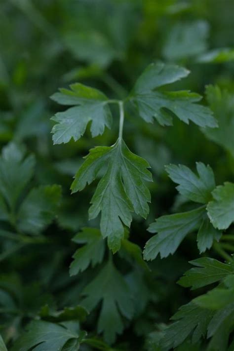 Parsley Flat Leaved Italian Giant Seeds £225 From Chiltern Seeds