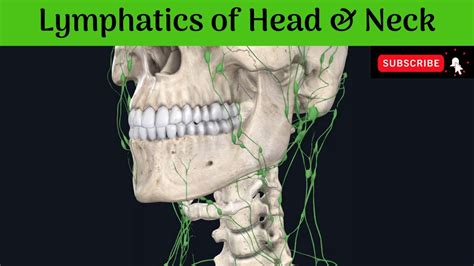 Lymphatic System Head And Neck