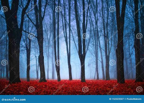 Beautiful Mystical Forest In Blue Fog In Autumn Colorful Landscape