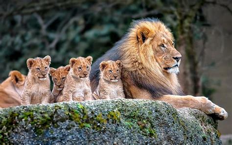 Hd Wallpaper Lion Nature Animals Baby Animals Group Of Animals