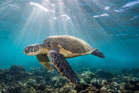 The Us Mexico Border Is Making Life Complicated For Green Sea Turtles