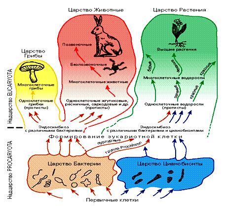 Схема эволюции органического мира согласно теории симбиогенеза