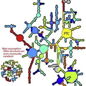 (PDF) Computing the origin and evolution of the ribosome from its structure — Uncovering ...