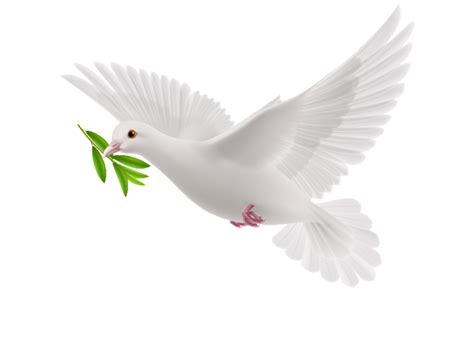 Peace Dove Png Transparent Design