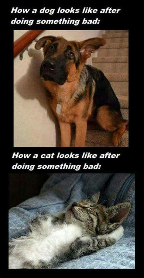 Some of theme are sad, grumpy, crying, cute, dank, hilarious and clean memes. Pin by Derpy Dabbles on Animals | Funny dogs, Funny animal ...
