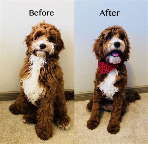 As goldendoodles they have a lot of personality and are known for their great temperaments. 27 Best Cockapoo Haircut Pictures in 2020 | Cockapoo haircut, Cockapoo dog, Dog haircuts