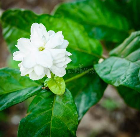 White Jasmine Flower Bloom Stock Image Image Of Thailand 72310253