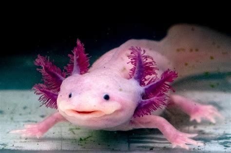 How Many Axolotl Colors Are There And Which Should You Get Lovetoknow Pets