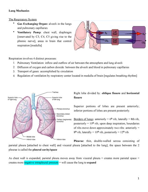 Fisiologia Resp Lung Mechanics The Respiratory System Gas