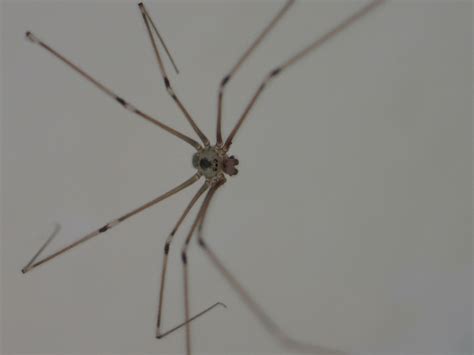 Play and learn about daddy long legs. BugBlog: Pholcus phalangioides, the Daddy Long-leg spider