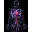 Male Cardiovascular System Artwork Digital Art By Sciepro