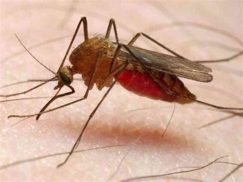 Malárie Příznaky Projevy Symptomy Příznaky A Projevy Nemocí