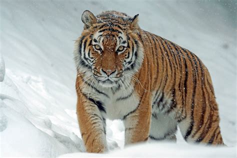 Free Winter Tiger Snow Animal Image