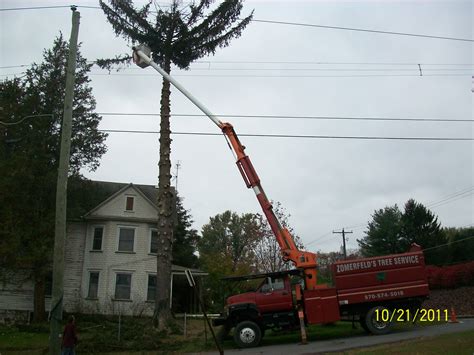 She made sure to maintain her collie coat without damaging it. Zomerfeld's Tree Service Inc Plymouth, PA 18651 - YP.com