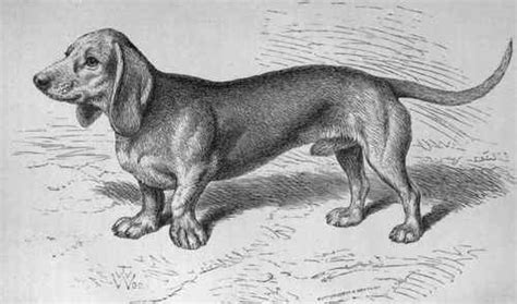 Dachshund History Origins Evolution And Current Day