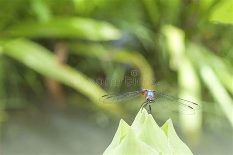 Dragonfly With Lotus Stock Photo Image Of Nature Wings 59835944