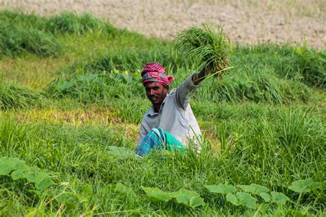 Bangladesh Agriculture Photos Download The Best Free Bangladesh