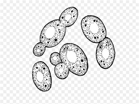Yeast Cells Clipart Etc Clip Art Library