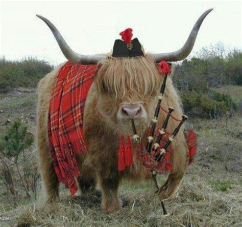 Petsladys Pick Funny Scottish Highland Cow Of The Day Scottish