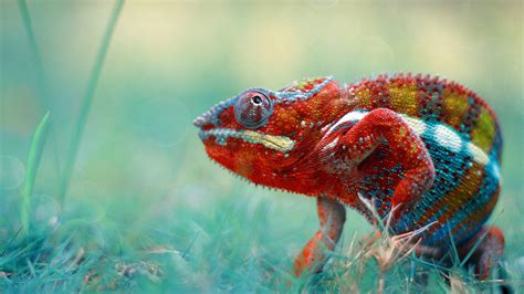 Colorful Chameleon Lizard Is Standing In Blur Background Hd Chameleon