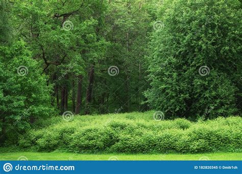 Green Foliage And Tree In The Park Summer Landscape Stock Image