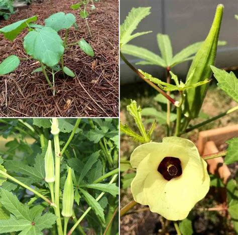 Okra Seed Germination Time Temperature Light Gardening Tips