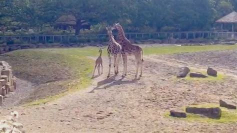First Video Of Baby Giraffe Born In Dublin Zoo